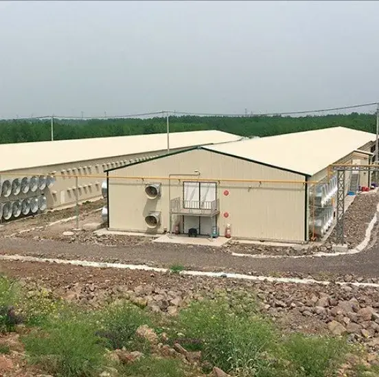 Thiết kế nhà chăn nuôi gia cầm linh hoạt để tối ưu hiệu quả chăm sóc gà
